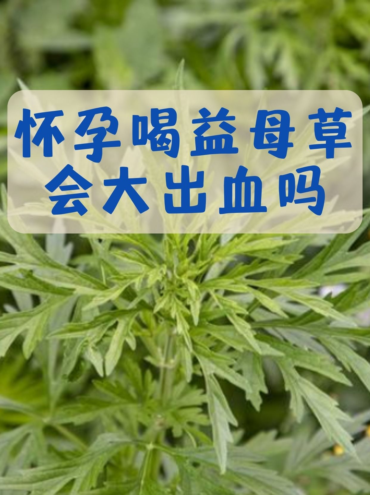孕期喝益母草,真的会大出血吗