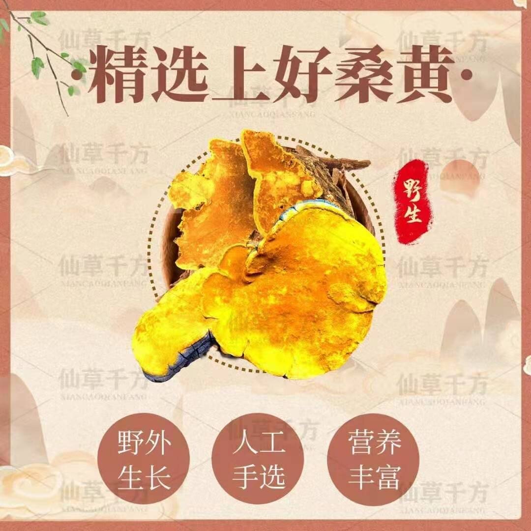 桑黄和灵芝煮水的功效