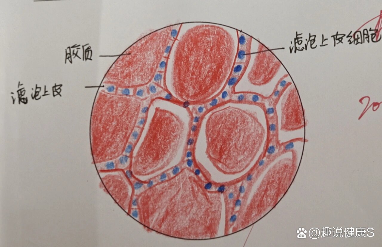 甲状腺镜下观察绘图