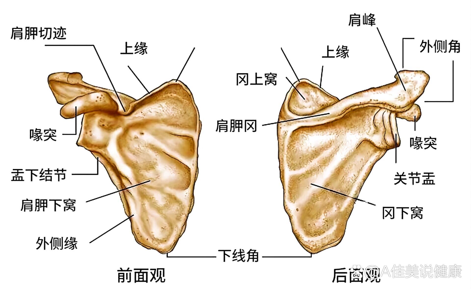 肩胛骨在哪个位置图图片