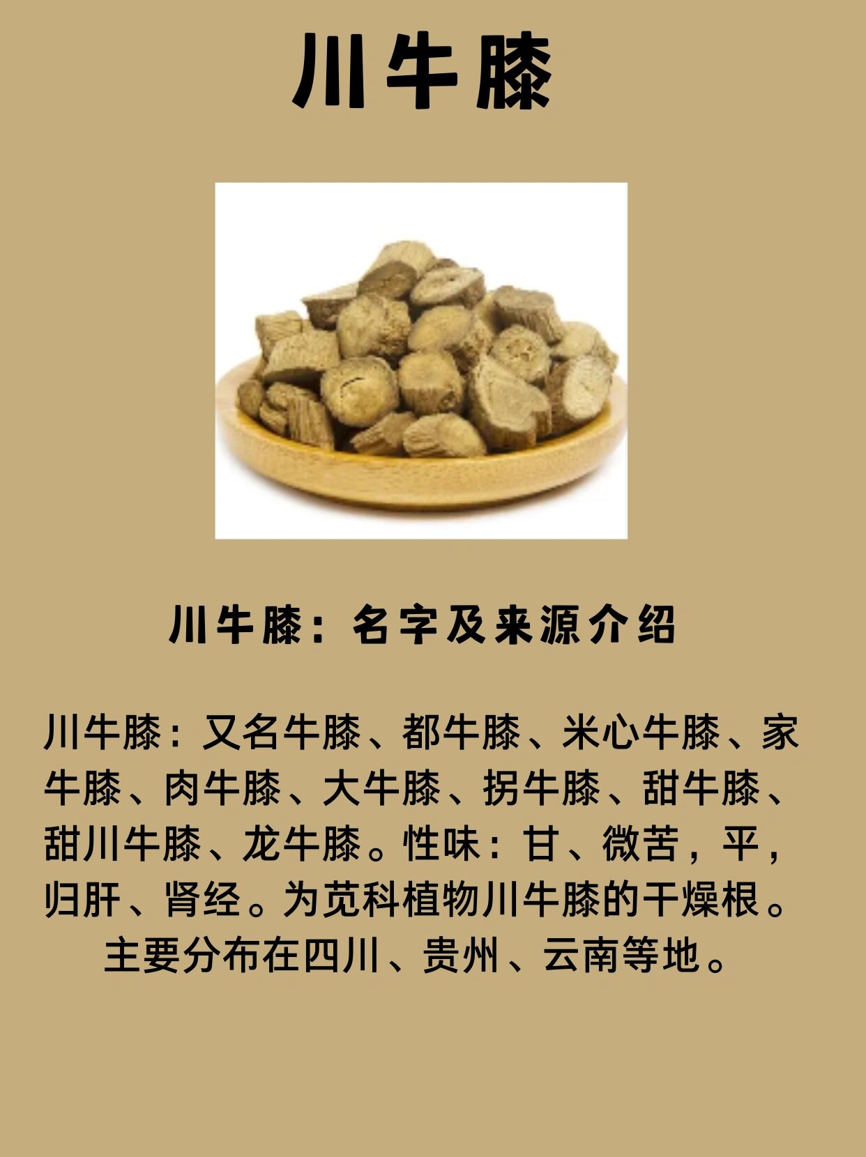 红牛膝的作用图片