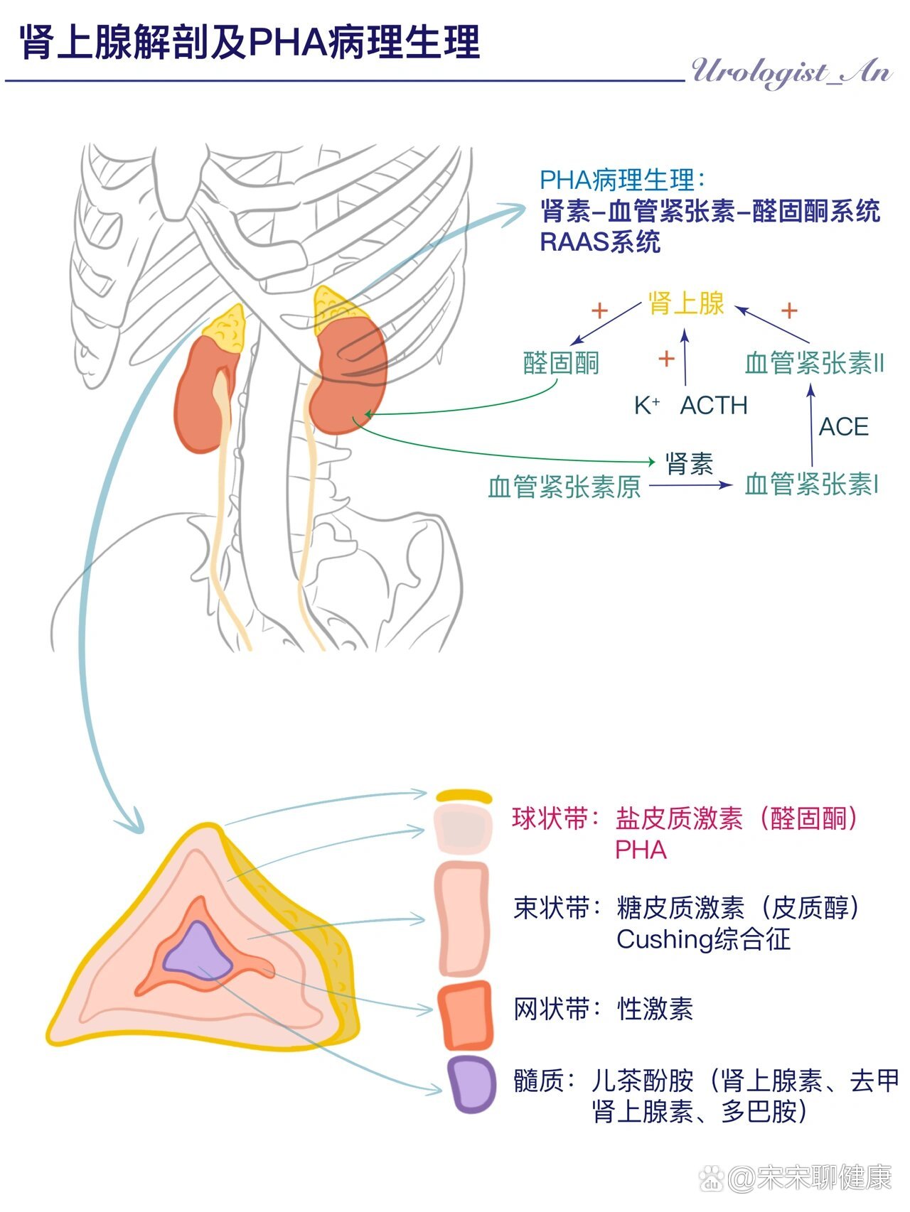 肾上腺横断面图片