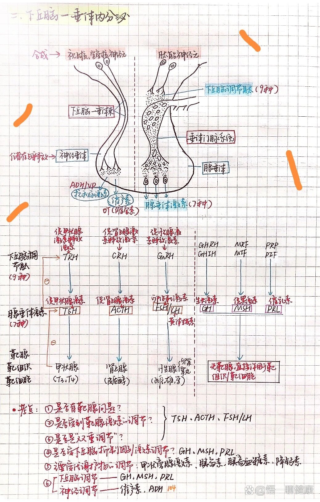 生长激素轴图片