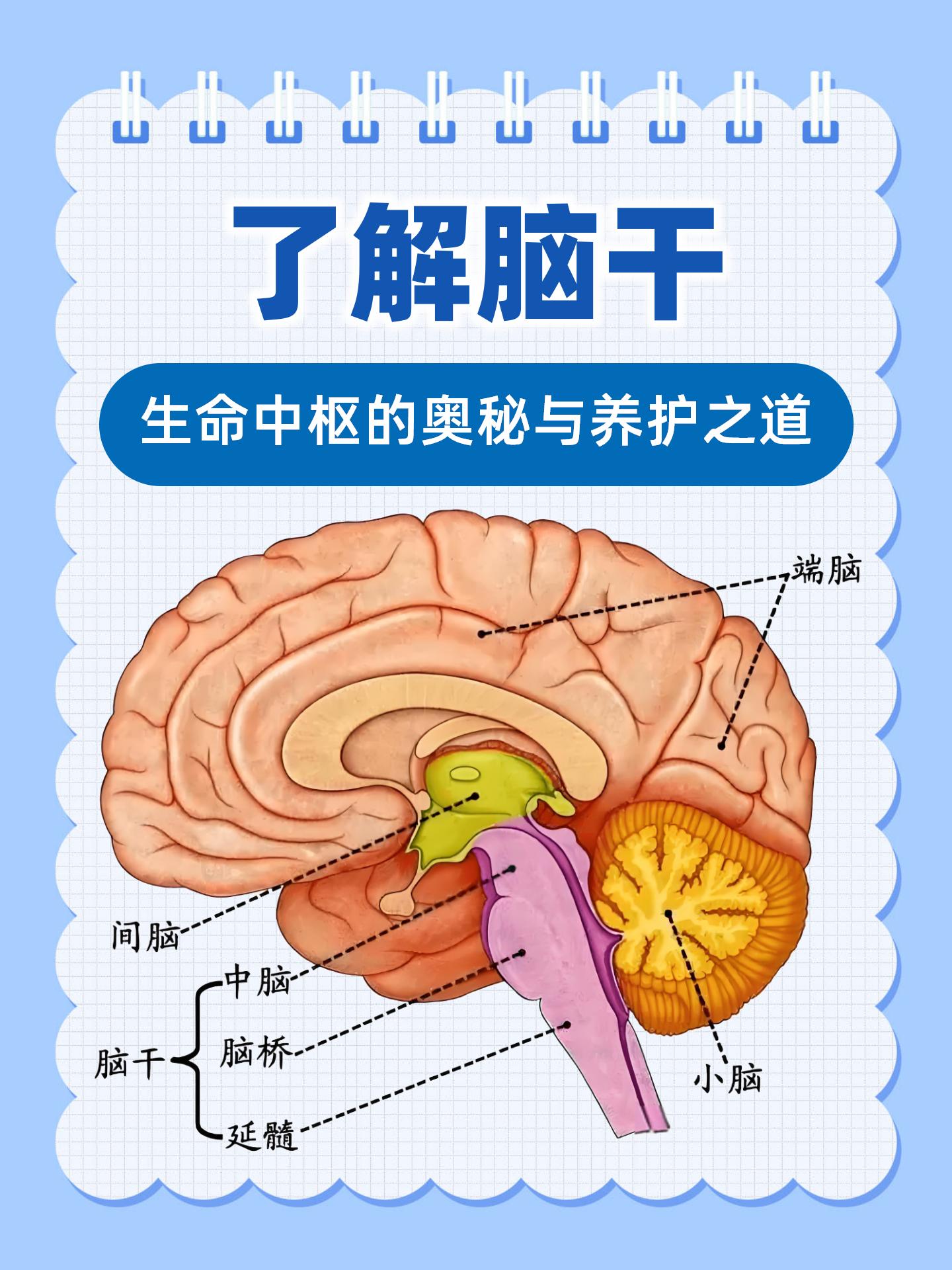 脑场生命意识健生法图片