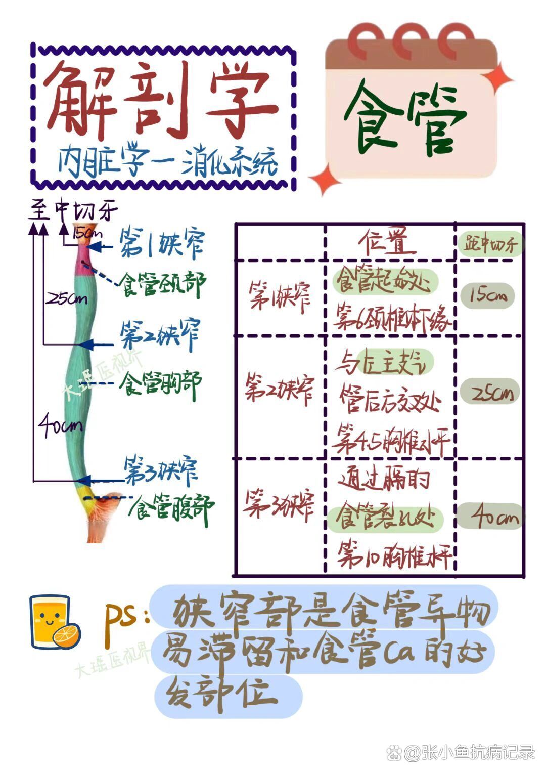 食管三个狭窄图片