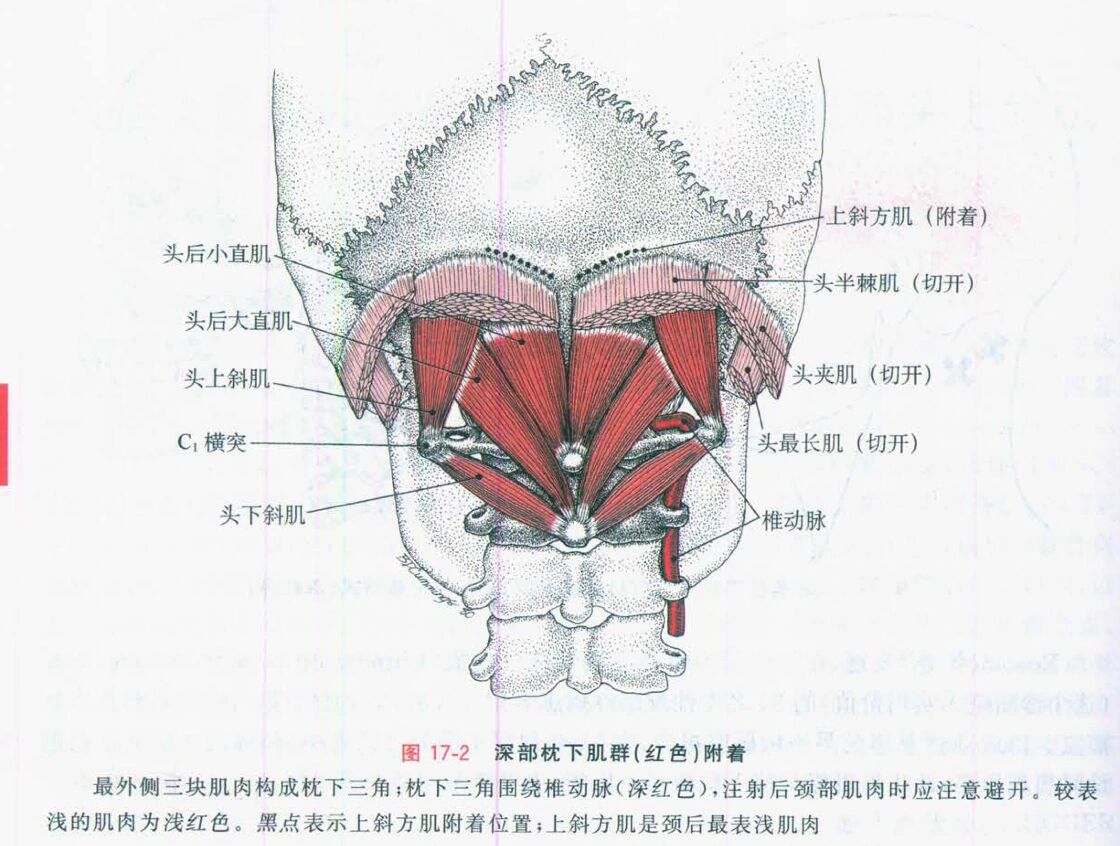 头后小直肌图片图片