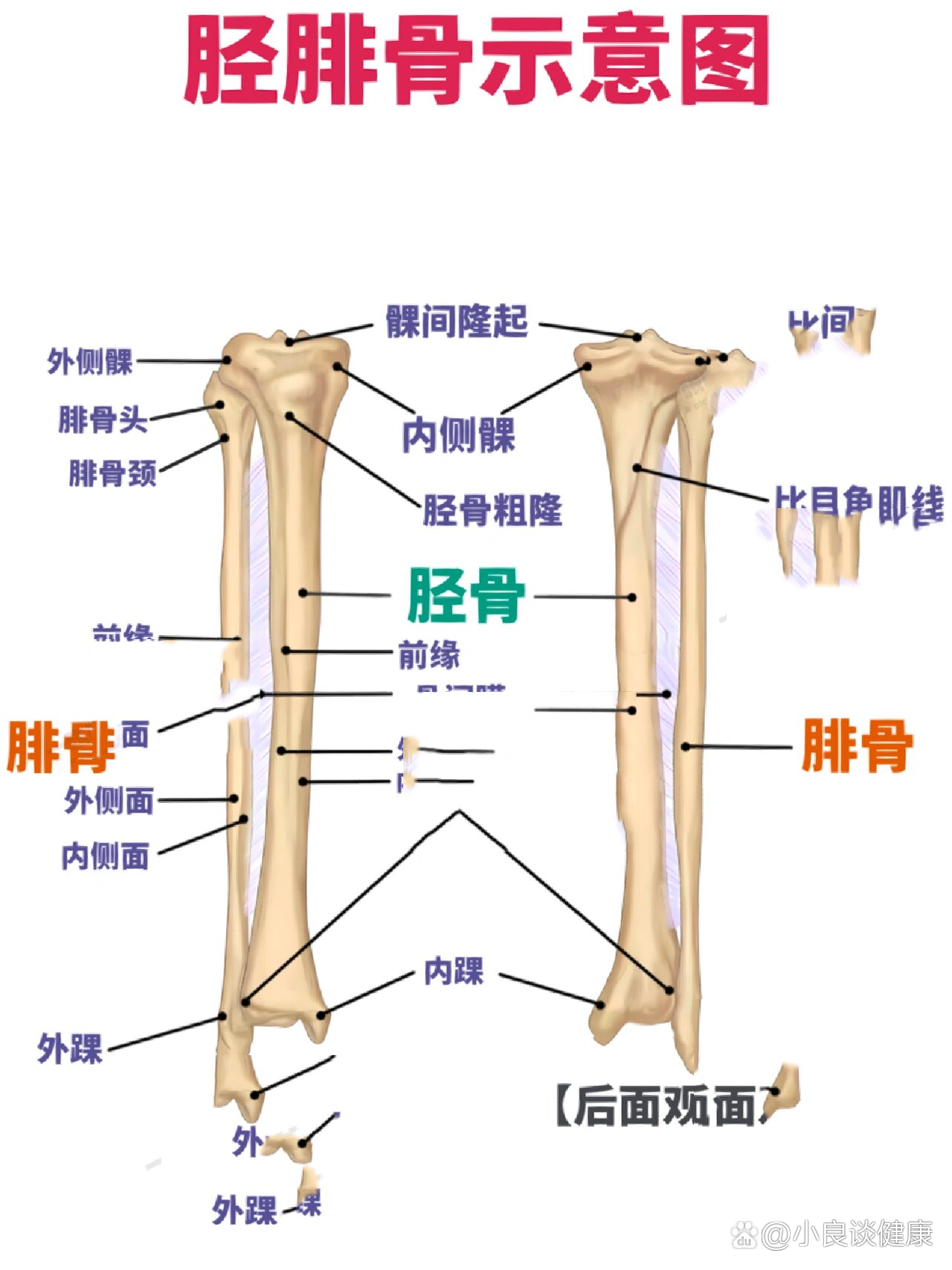 胫腓骨