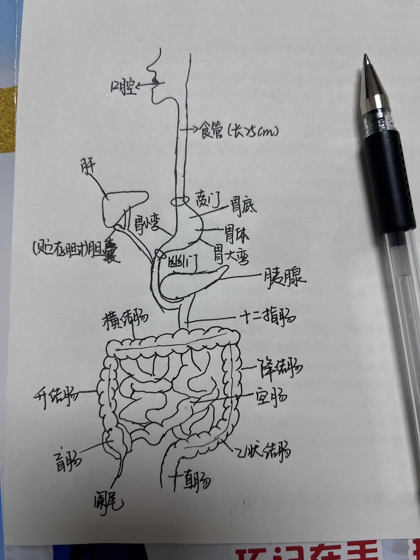 小鼠十二指肠空肠回肠图片