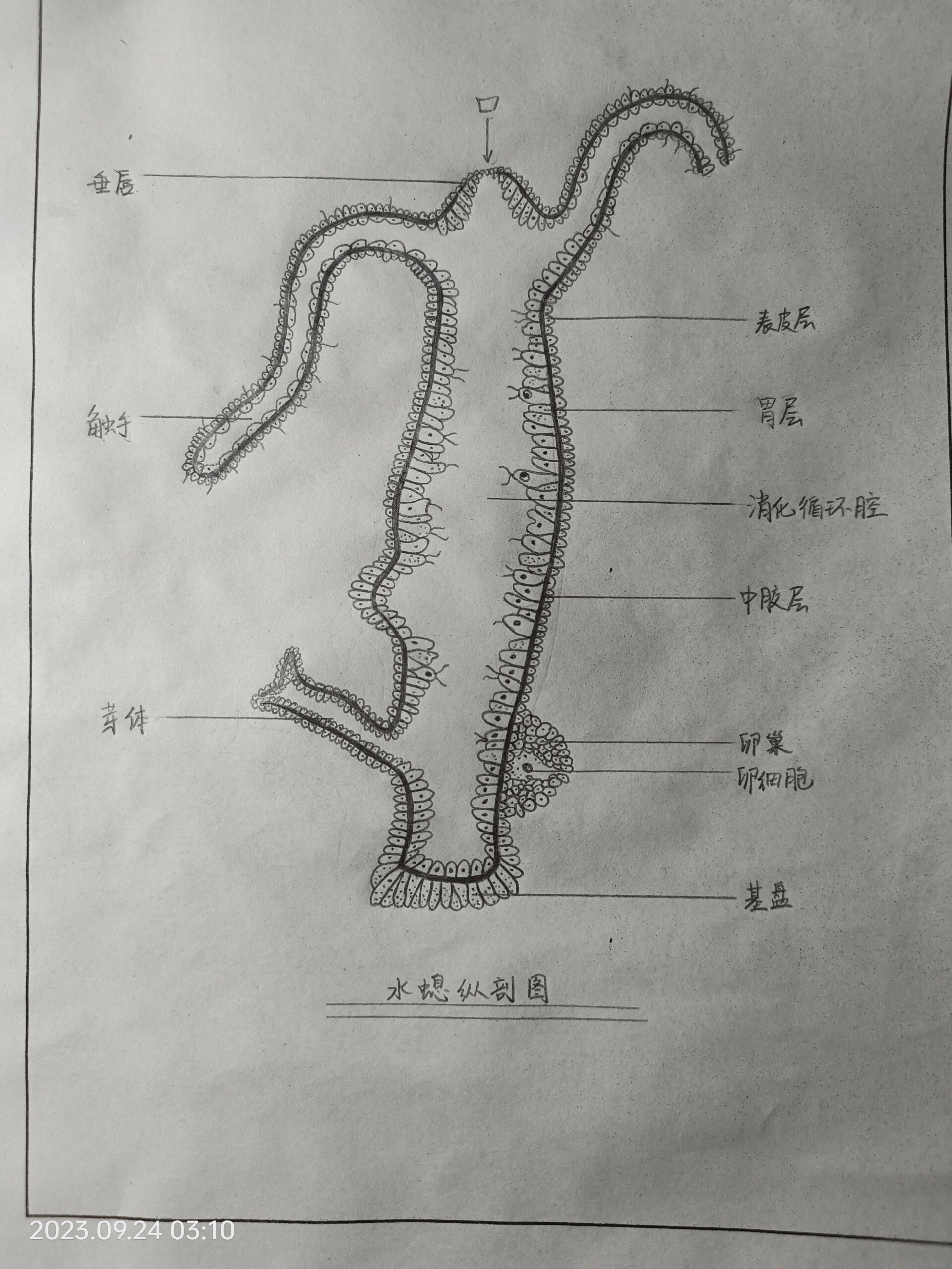 水螅纵切面结构图手绘图片