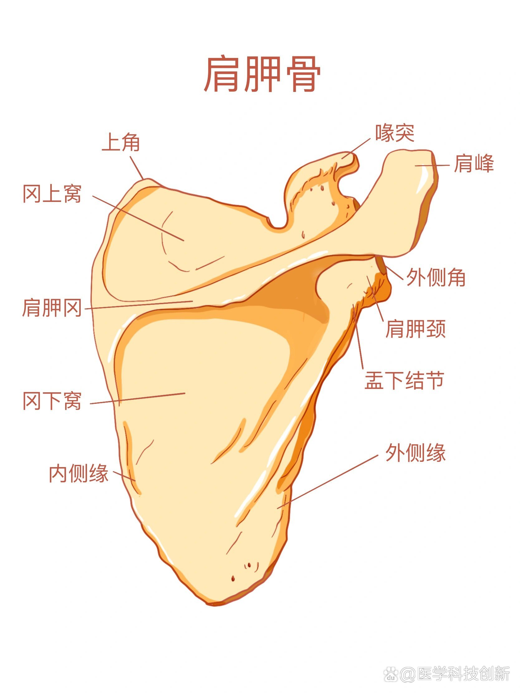 系统解剖学图谱重绘6 肩胛骨锁骨🎀肩胛骨为三角形