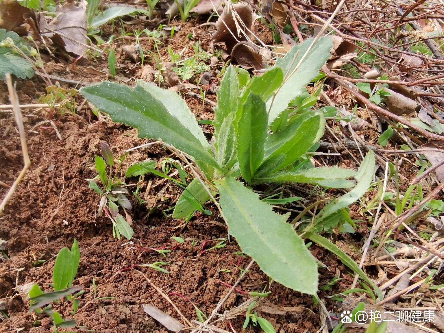 青青菜图片图片