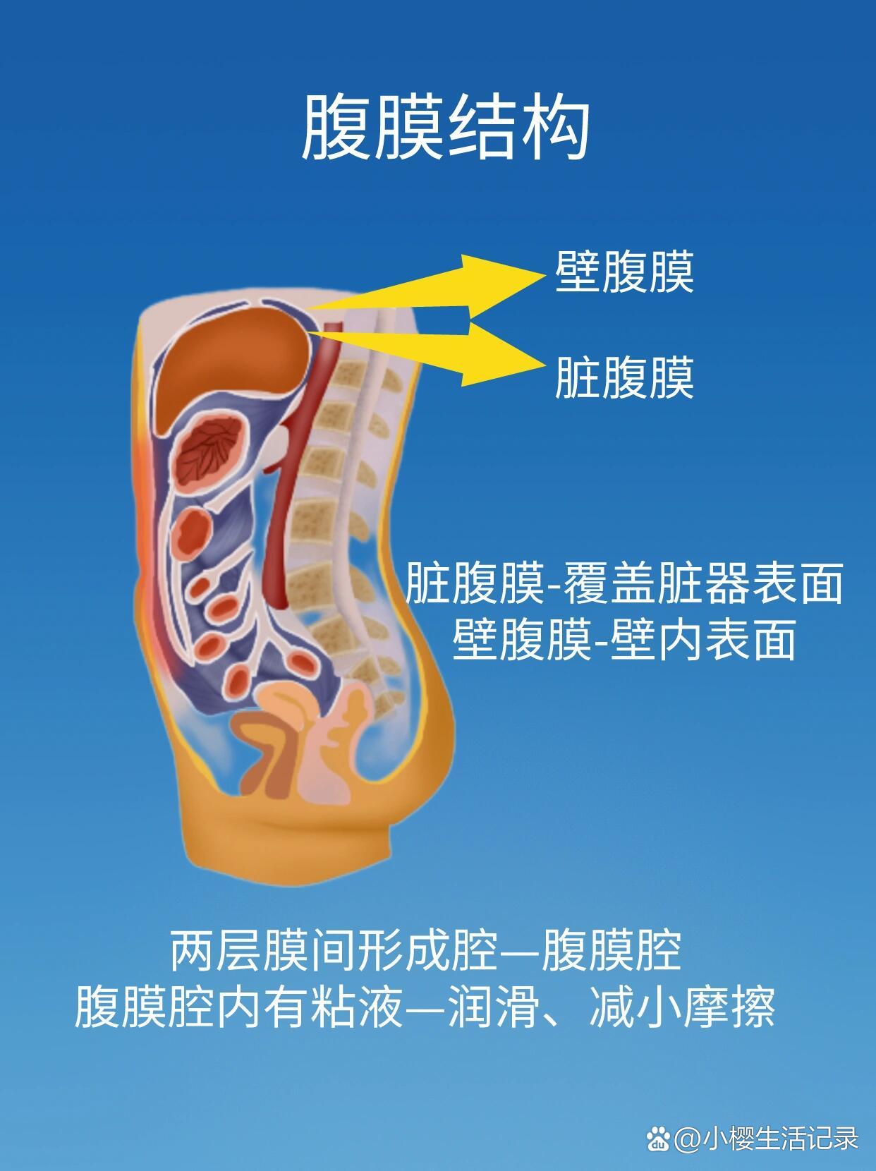 解剖学