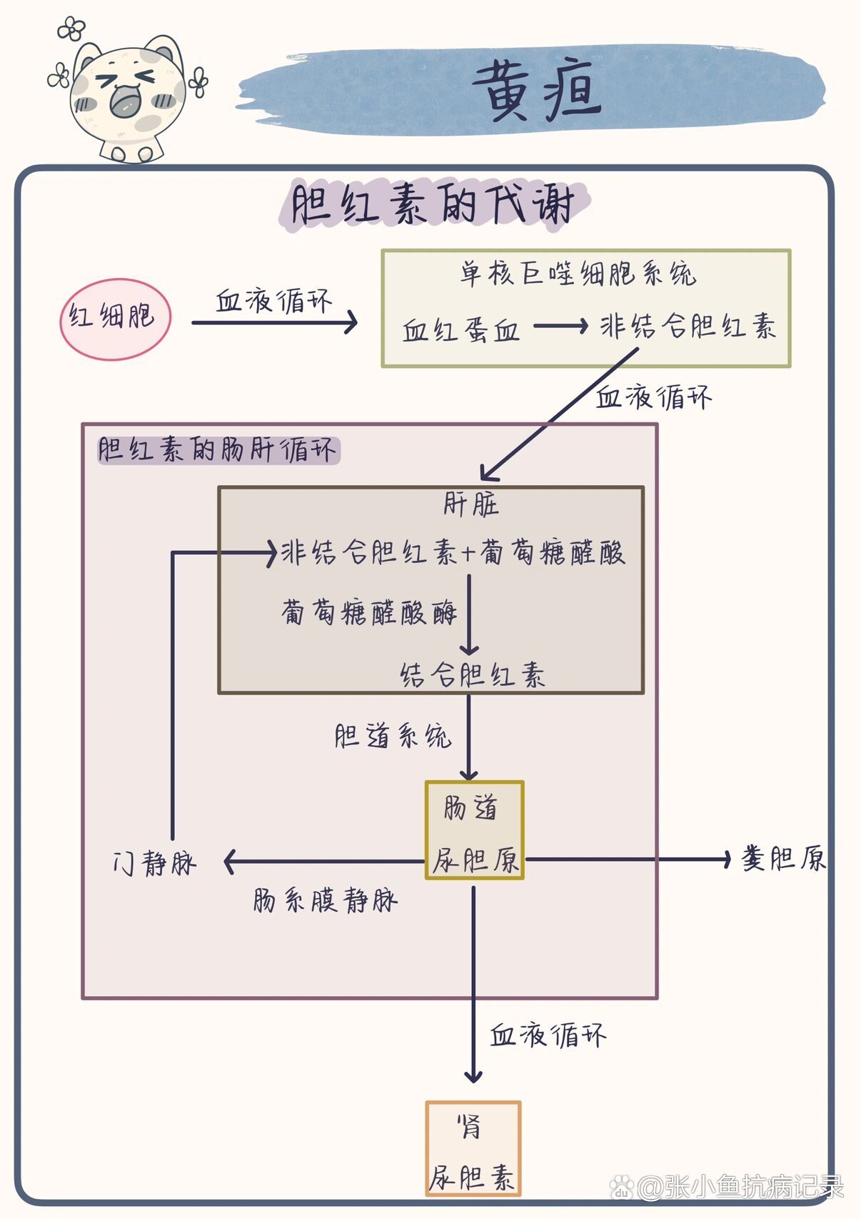 胆红素循环代谢图解图片