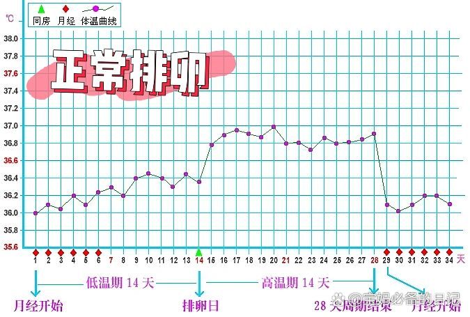 备孕🤰「基础体温」