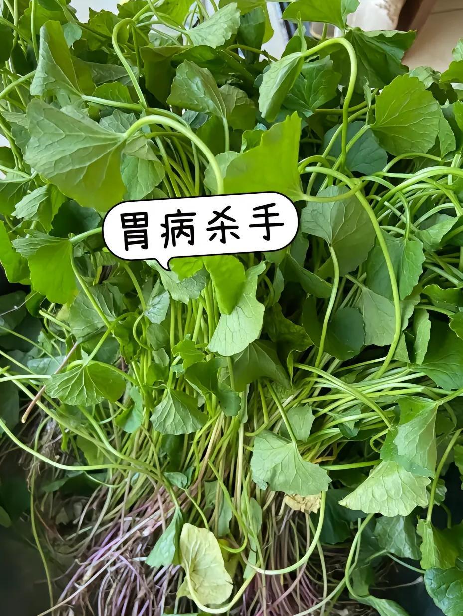 雷公根+2种营养，胃病退退退！