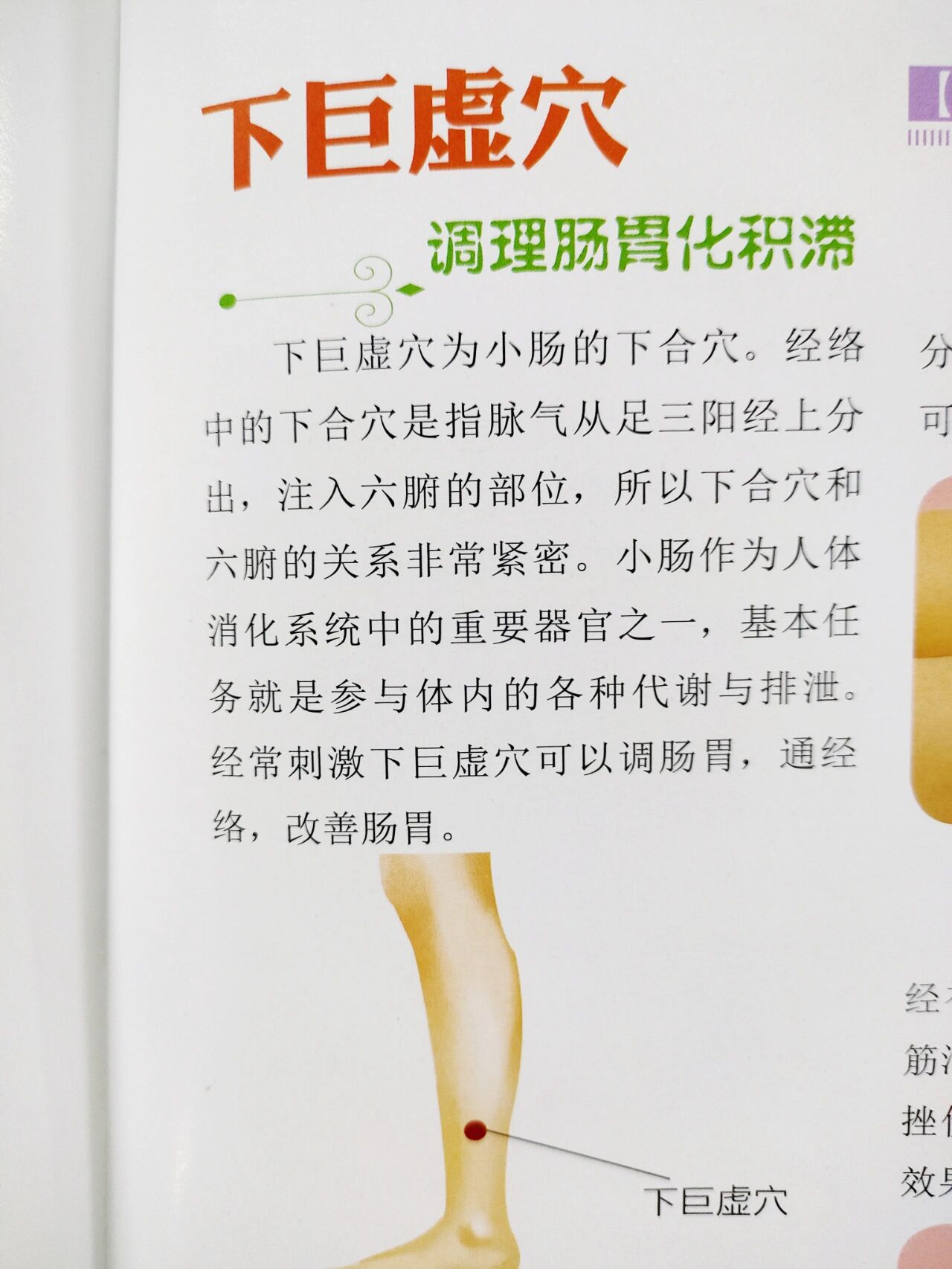 下巨虚的功效和作用