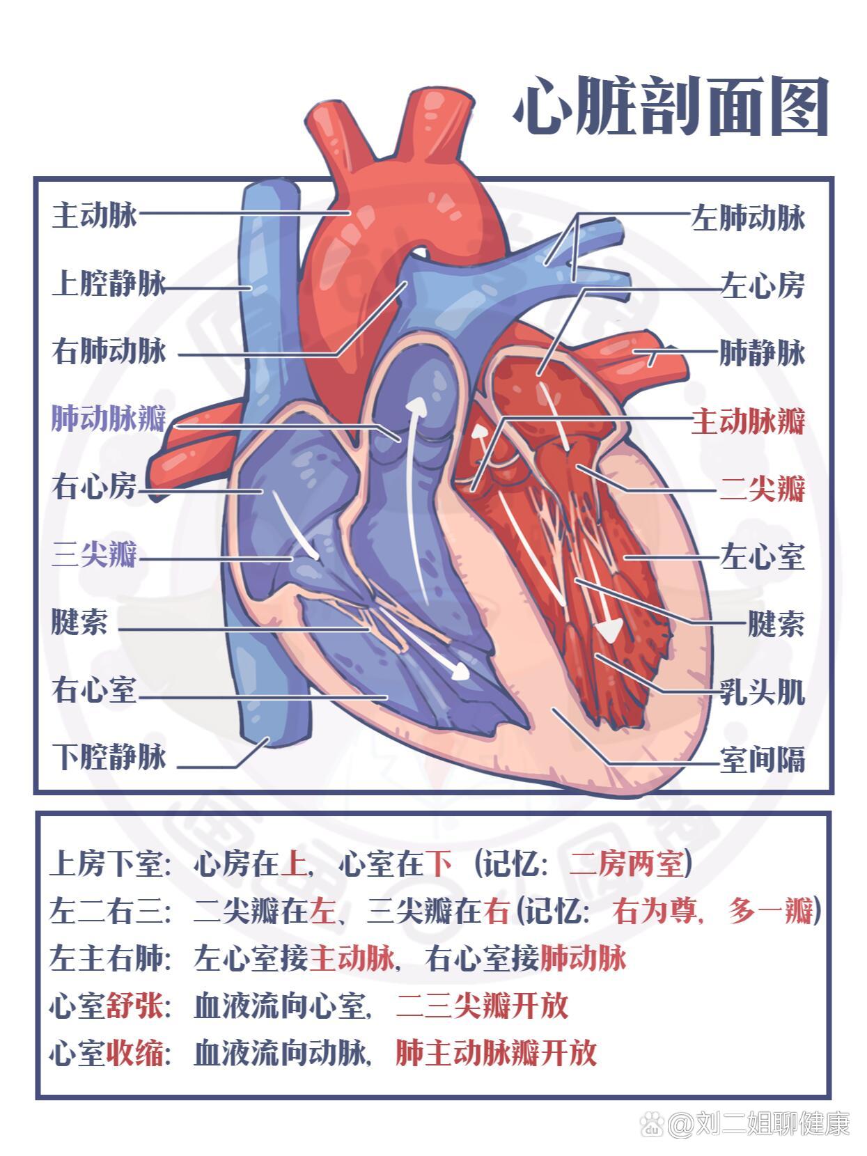  p>手绘笔记 | 心脏剖面及外形与血管 br>图1:心脏剖面观  br>图2