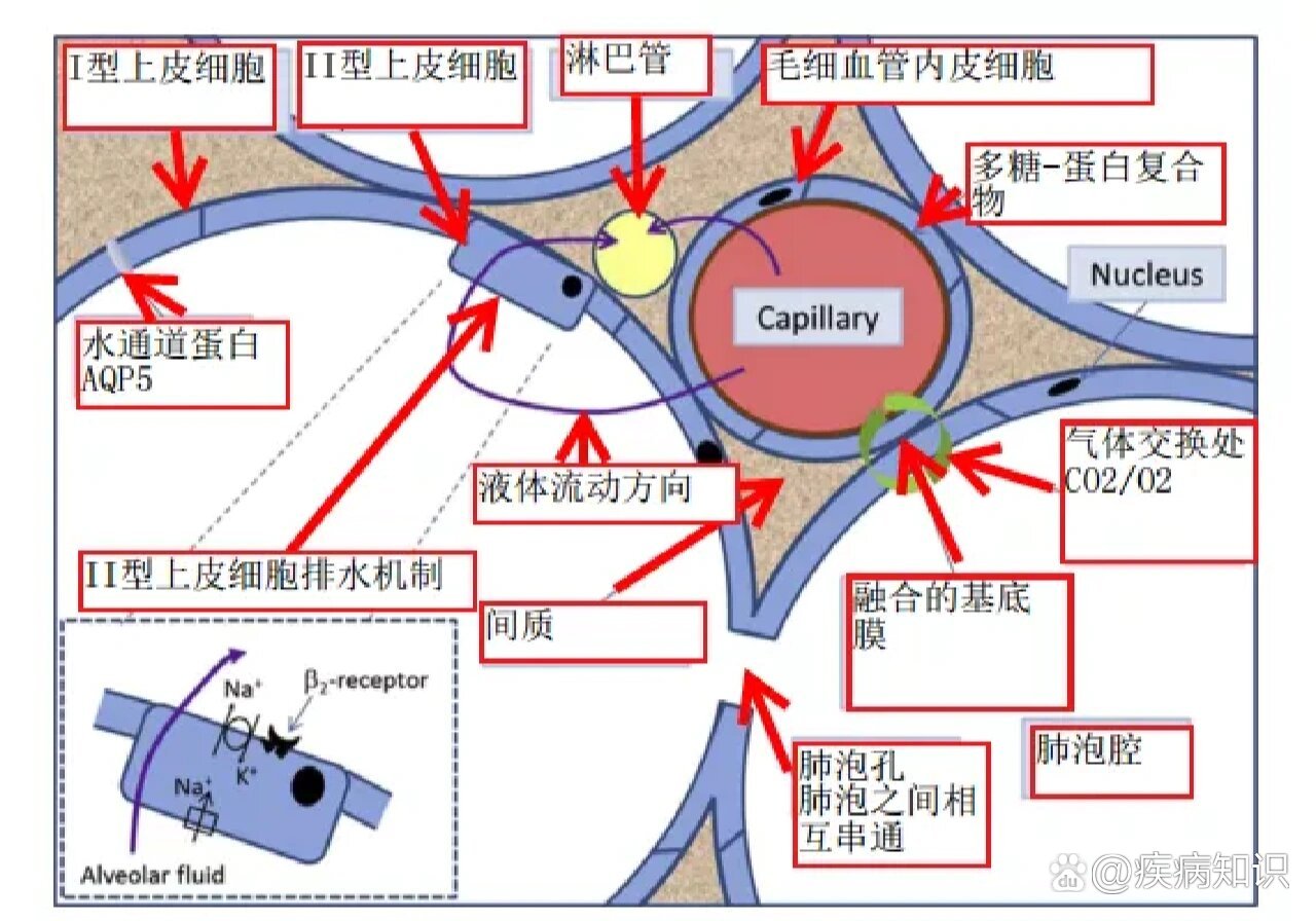 肺泡解剖结构图图片