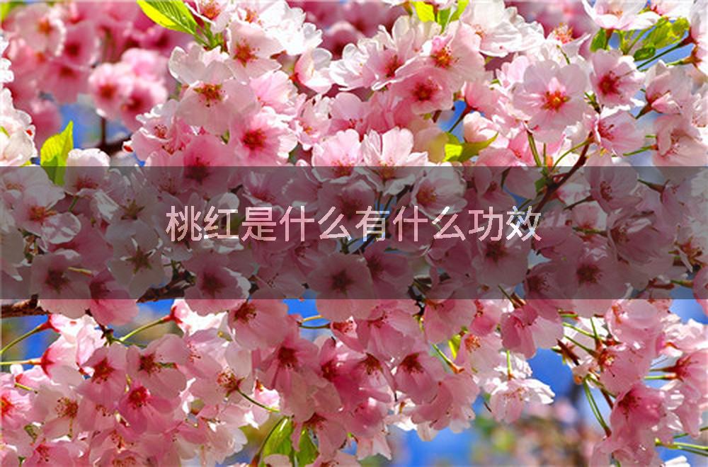桃红是什么有什么功效