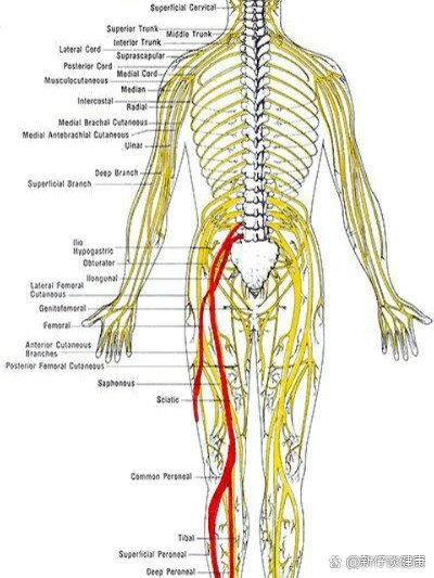 坐骨神经疼的部位图图片