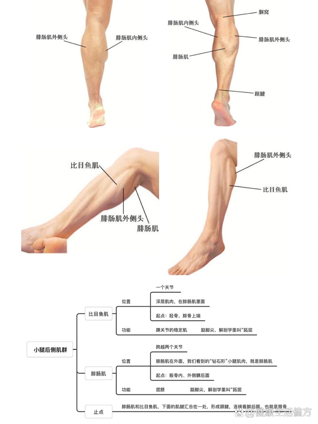 小腿后侧肌肉叫什么图片