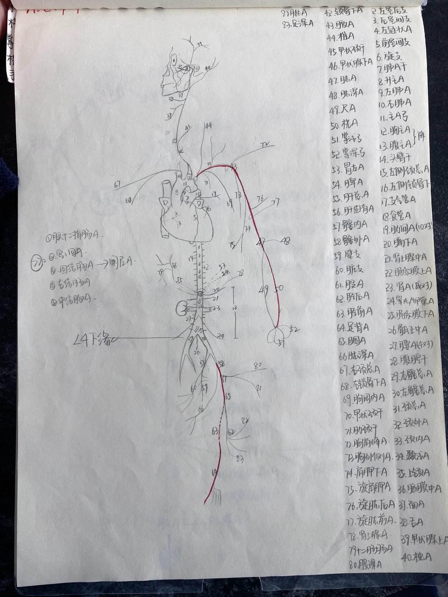 人体全身动脉思维导图图片