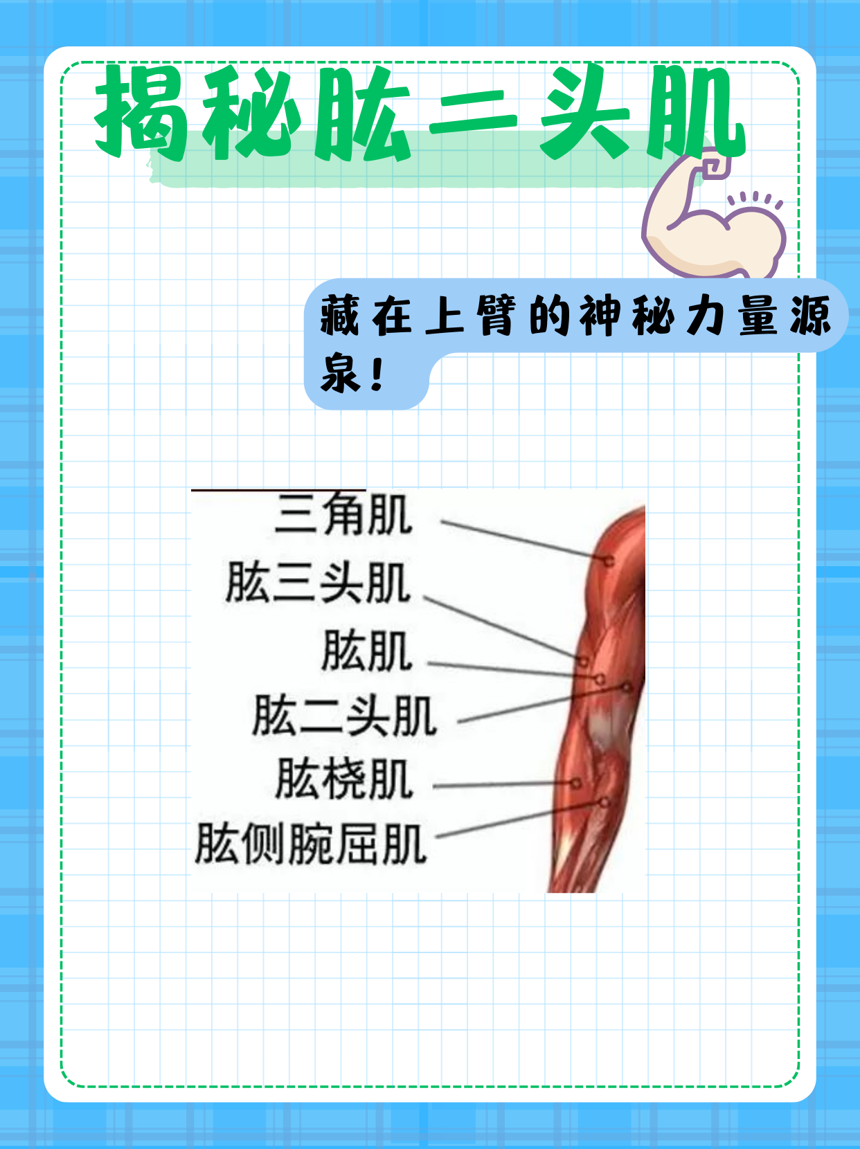 揭秘肱二头肌,位置原来在这里!