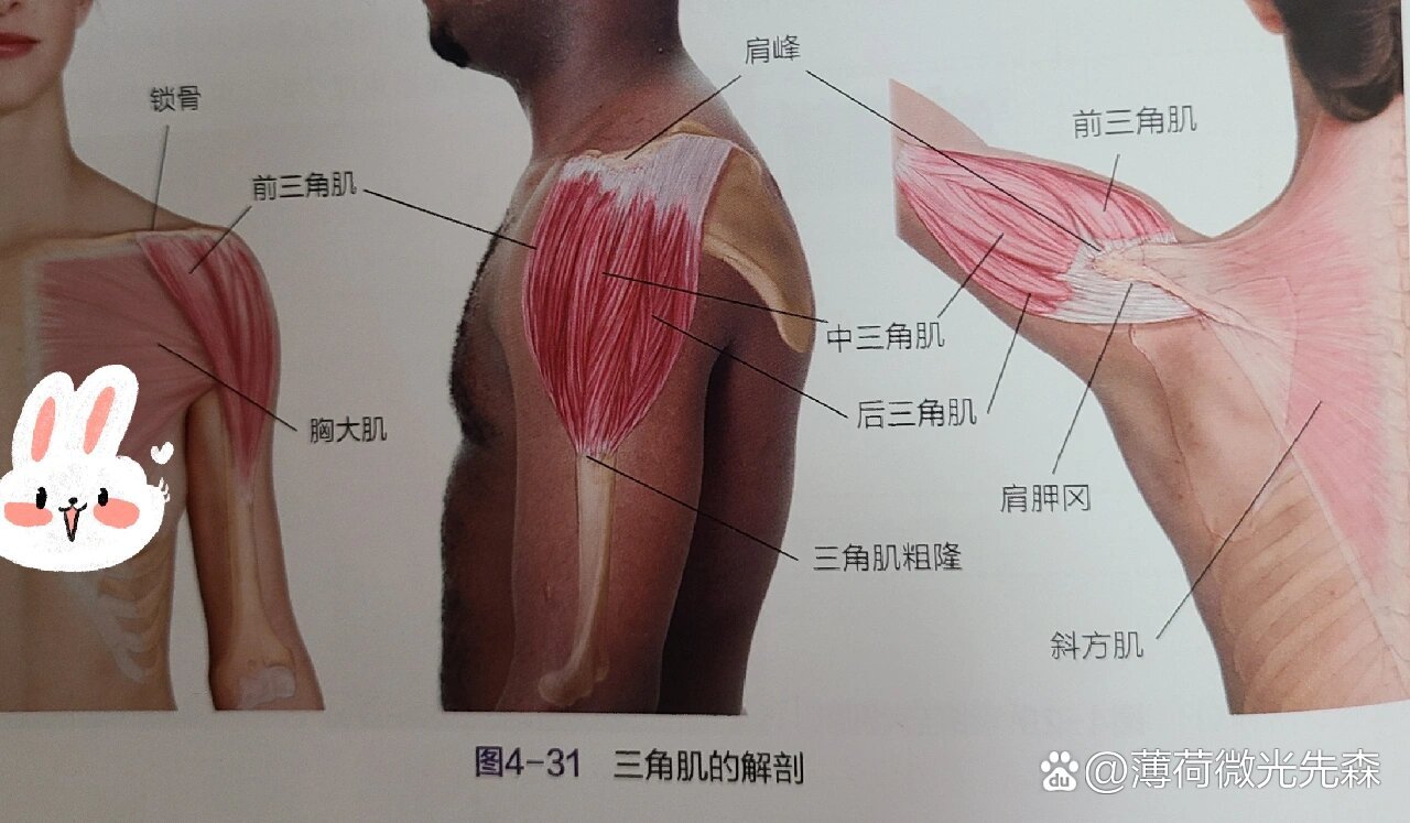 三角肌前束位置图片