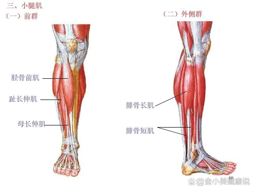 踝关节肌效贴图解图片