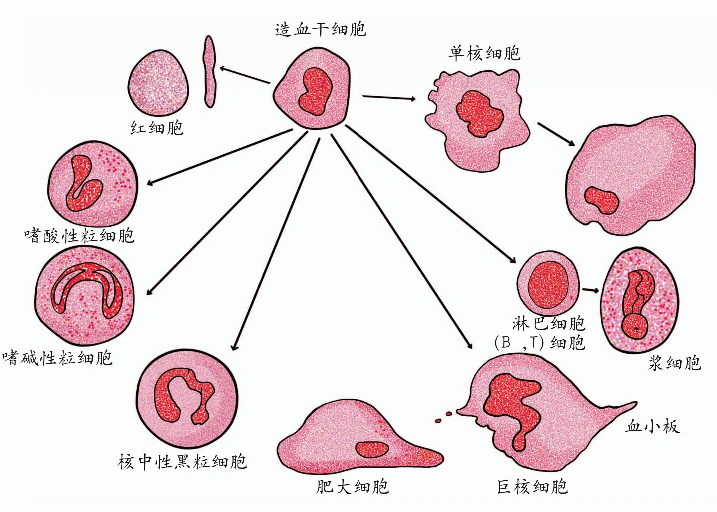 关于造血干细胞移植