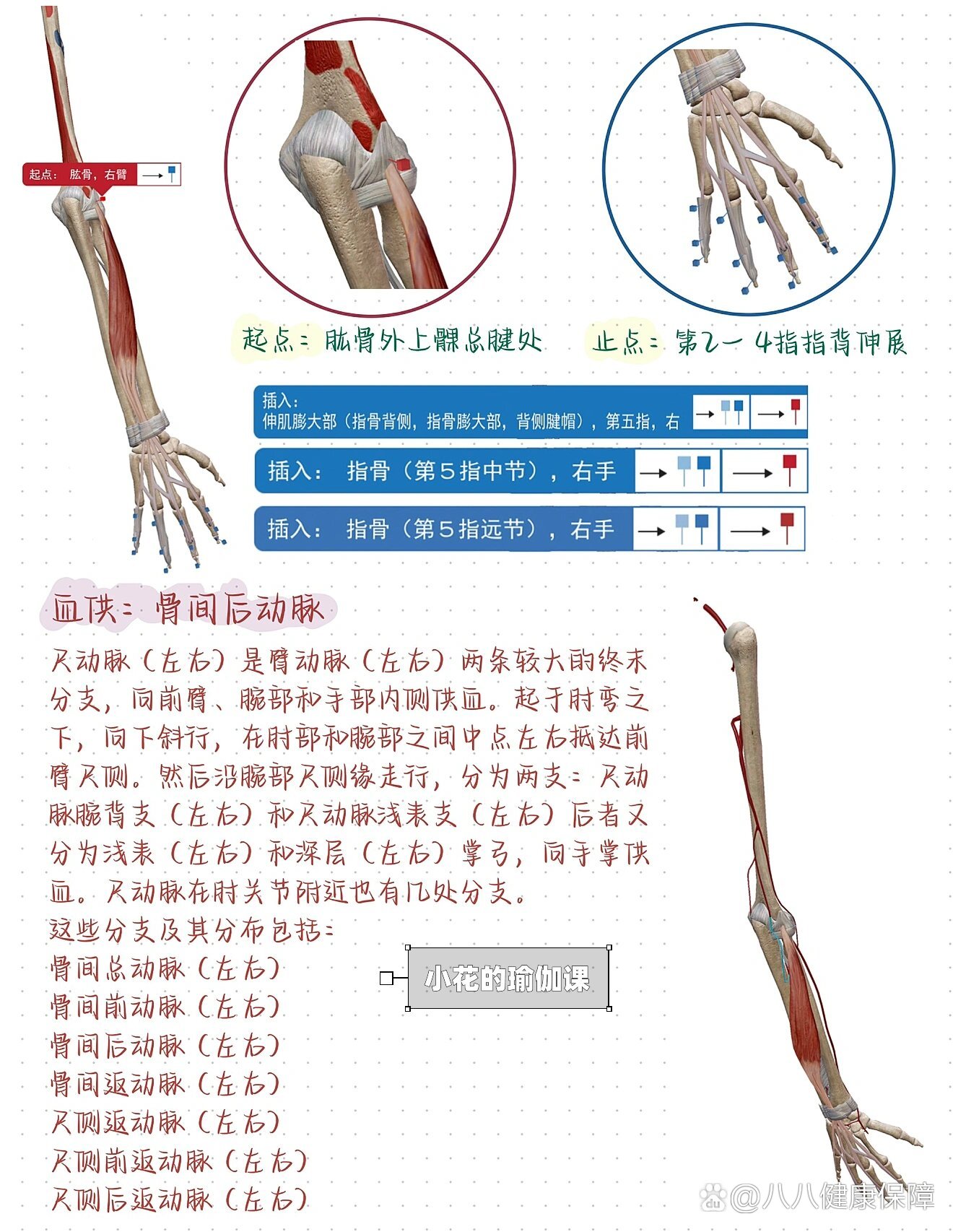 指伸肌群图片