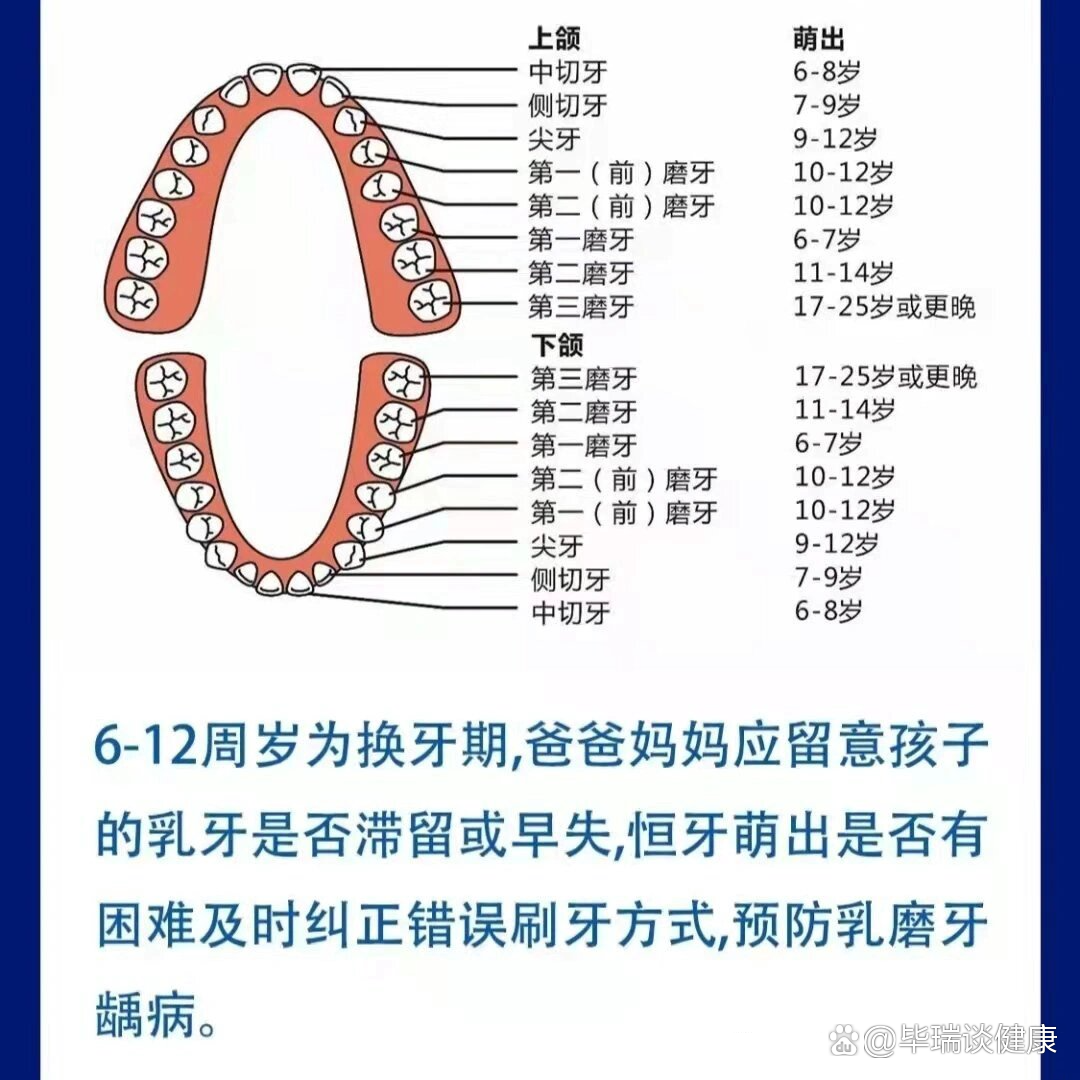 小孩子换牙顺序图片