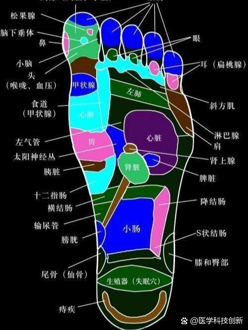 脚的五脏六腑分布图图片