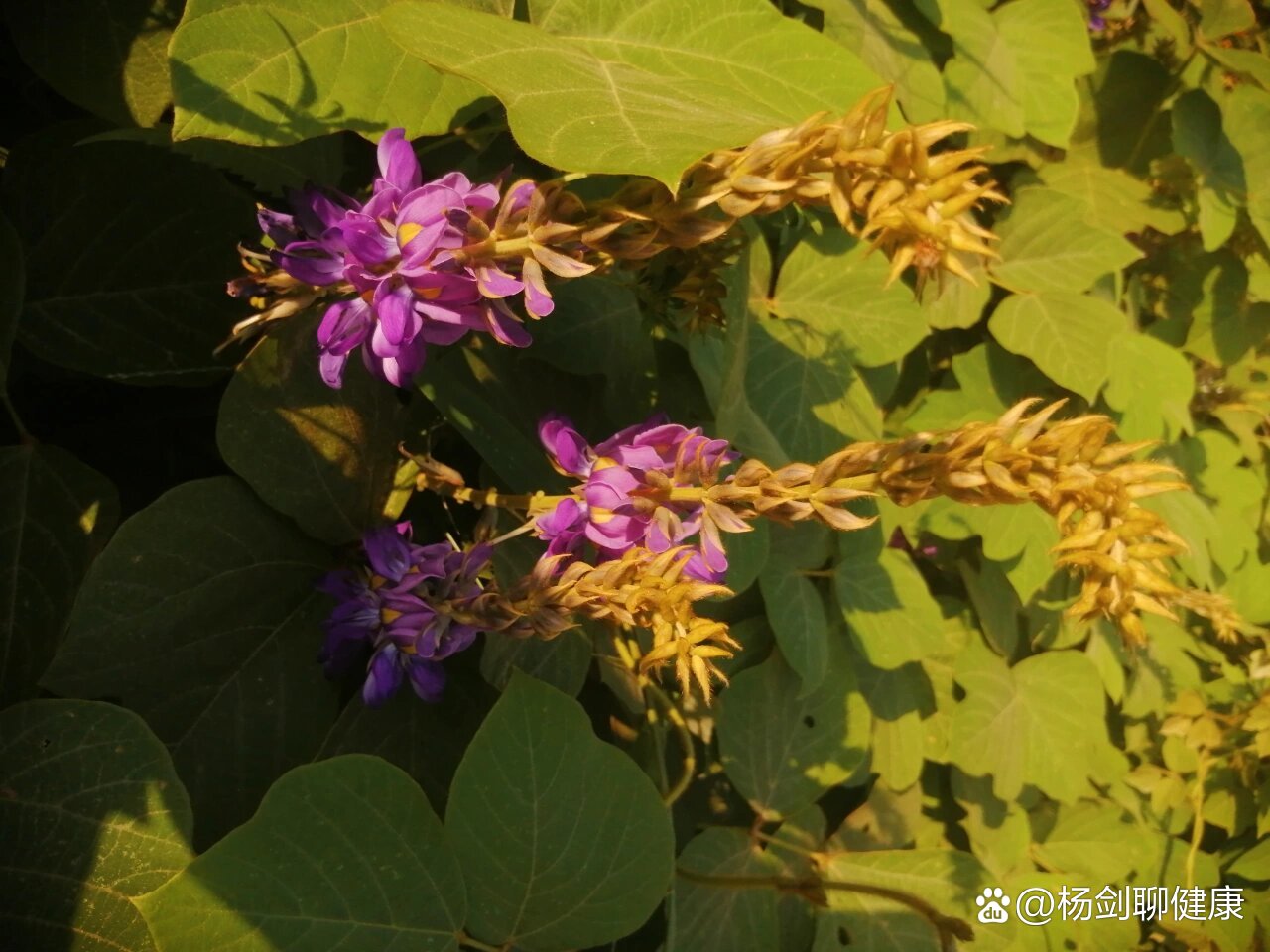 药食同源植物葛藤(葛根)