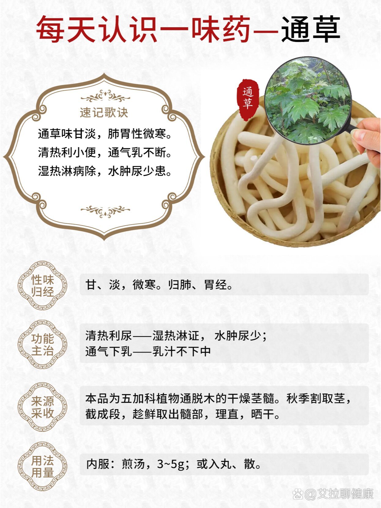 大通草的图片及作用图片