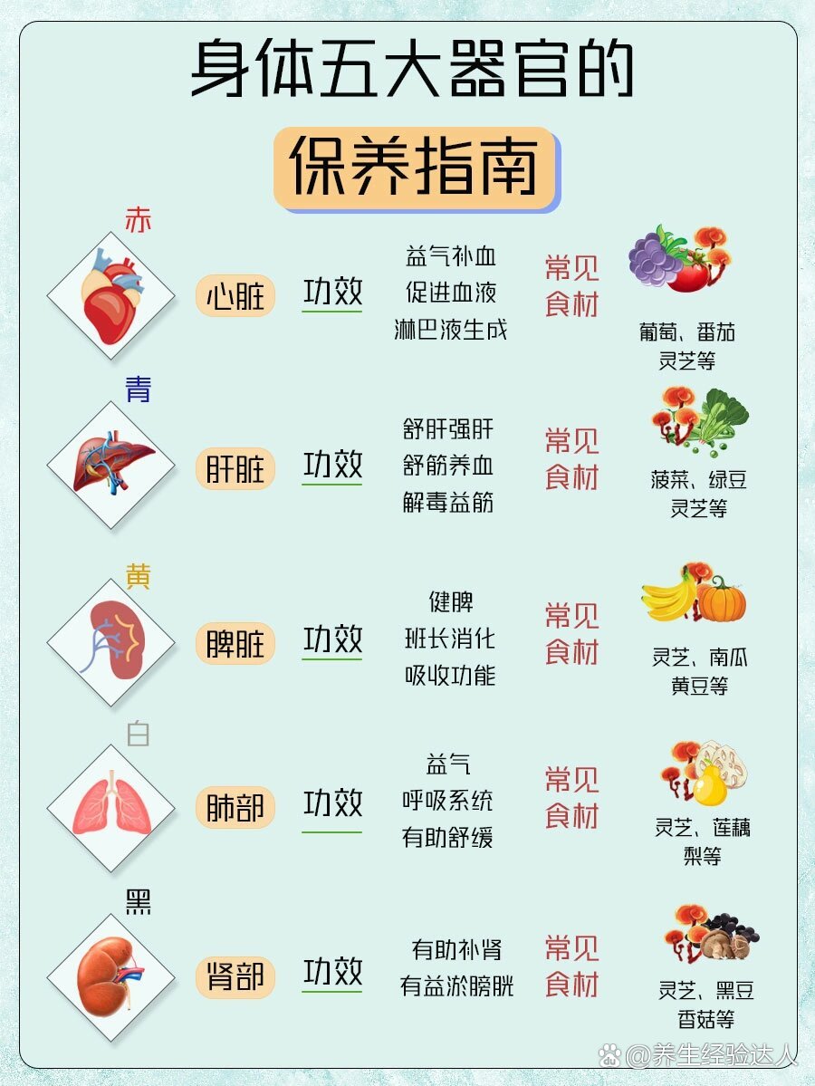 背心对应的器官图片