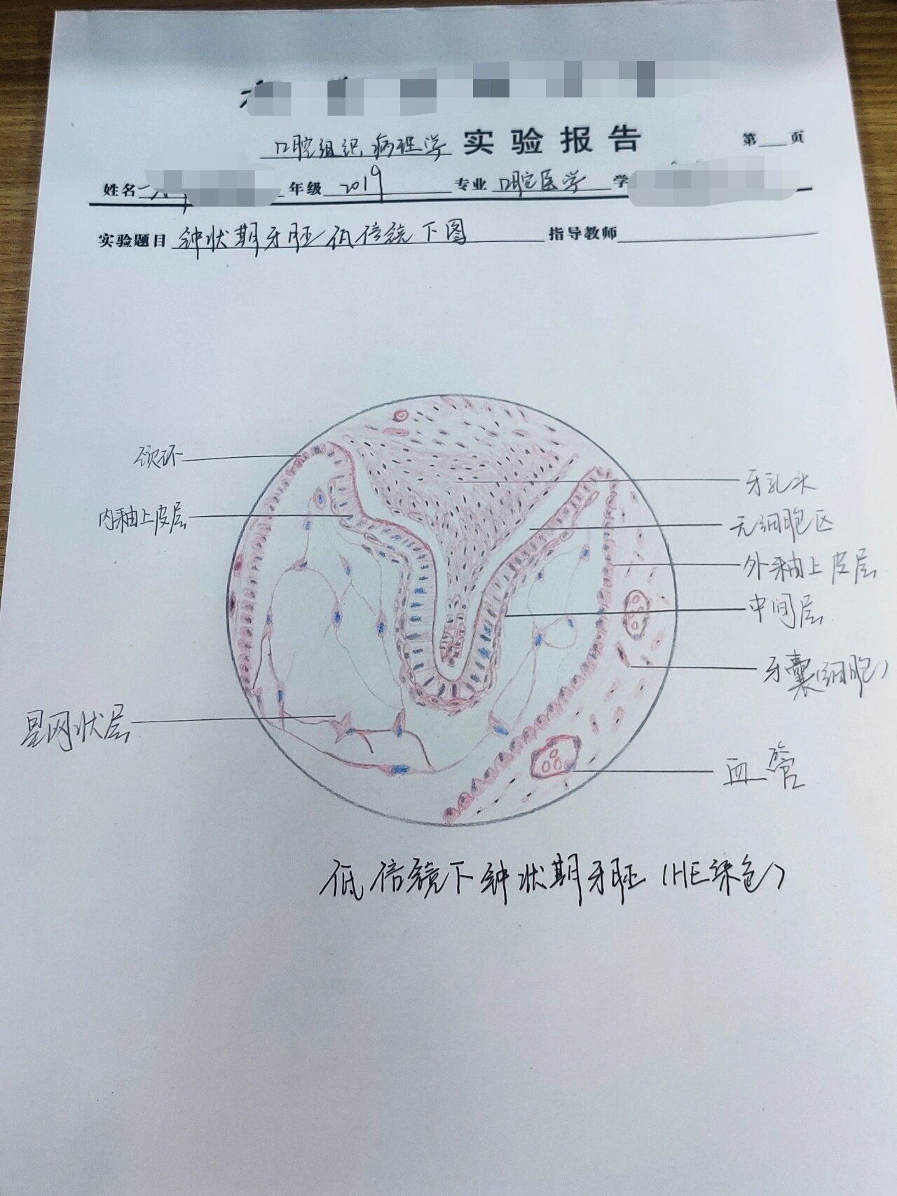  br>p6口腔黏膜 br>p7牙体组织磨片 br>p8根尖周肉芽肿 br>p9牙源性