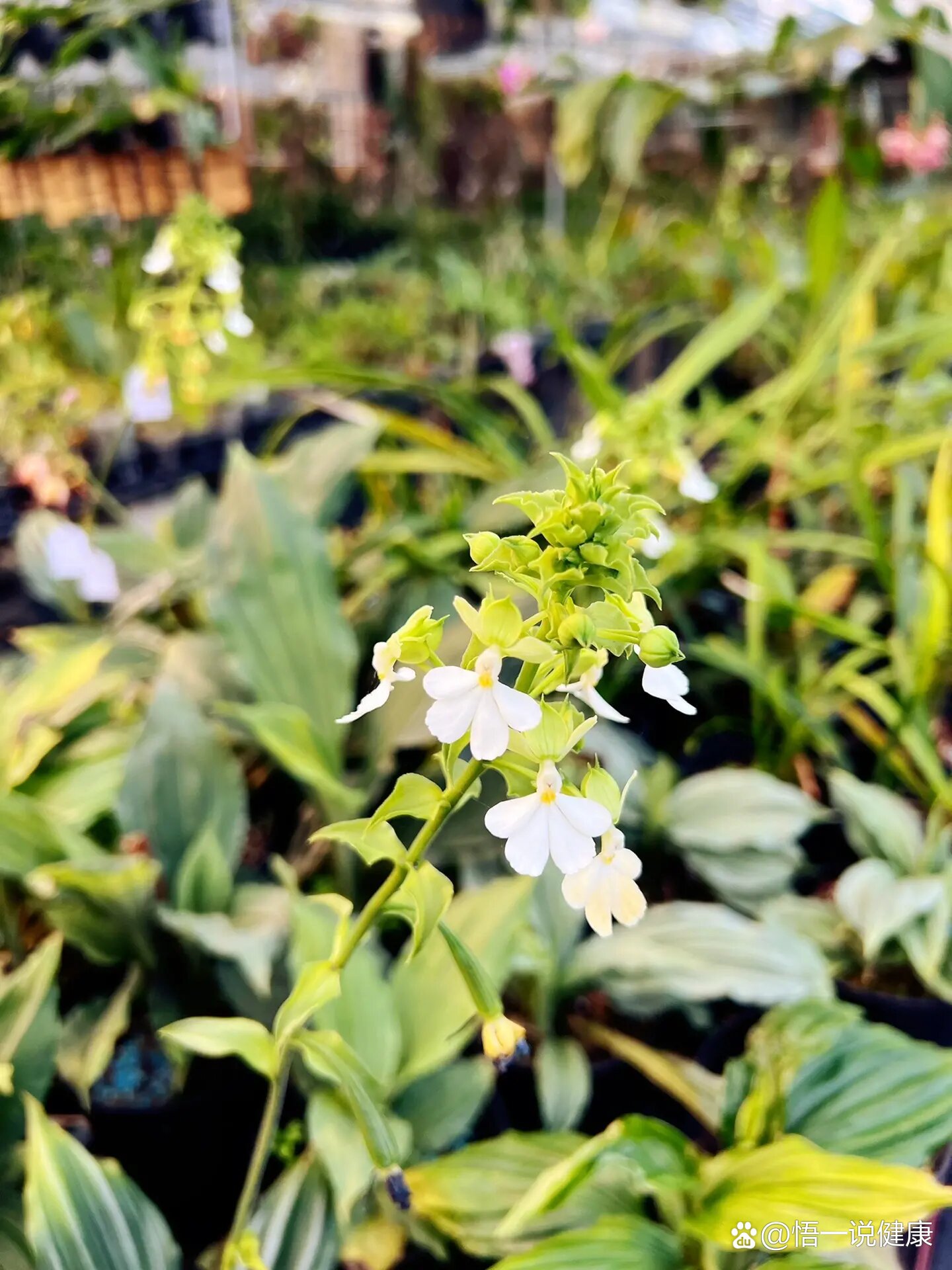 银带虾脊兰(根节兰)