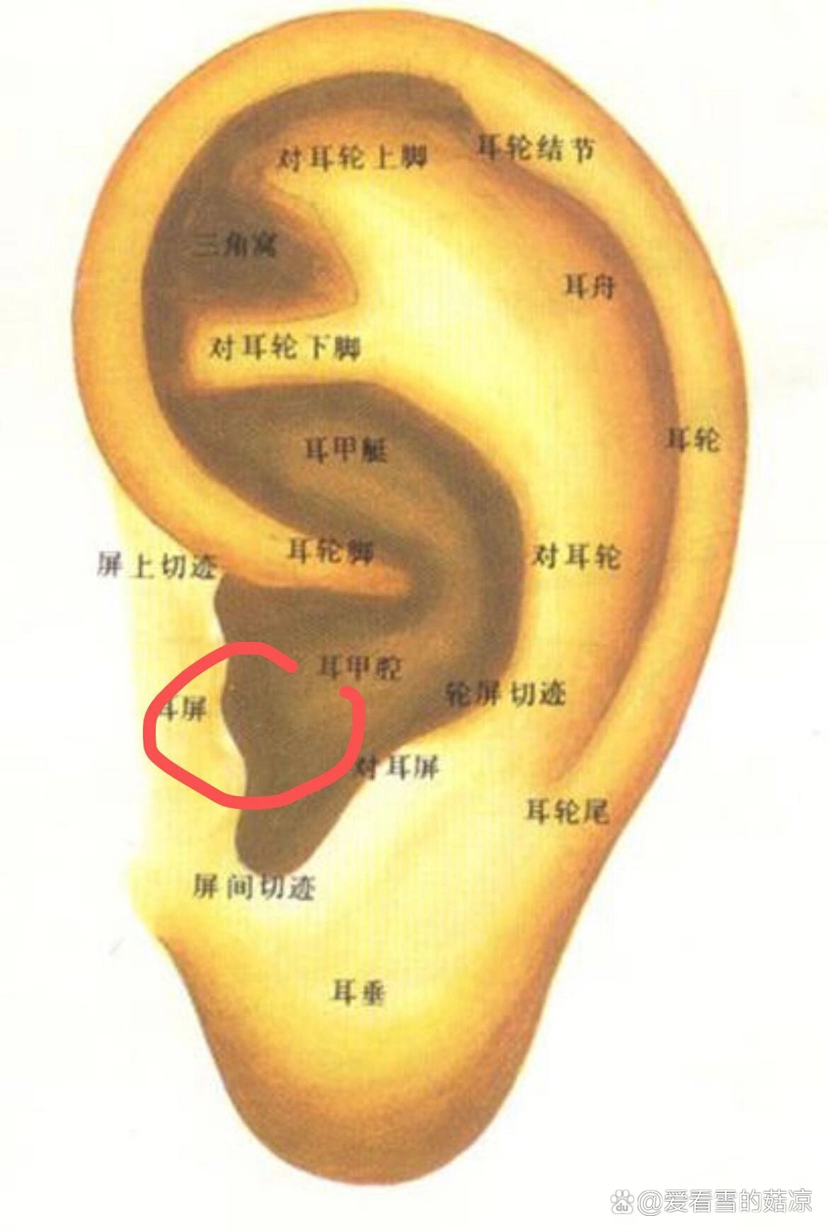 对耳屏疼图片