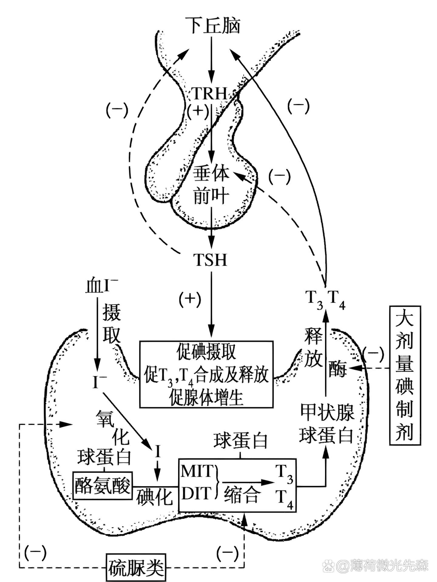 甲状腺调节过程图解图片