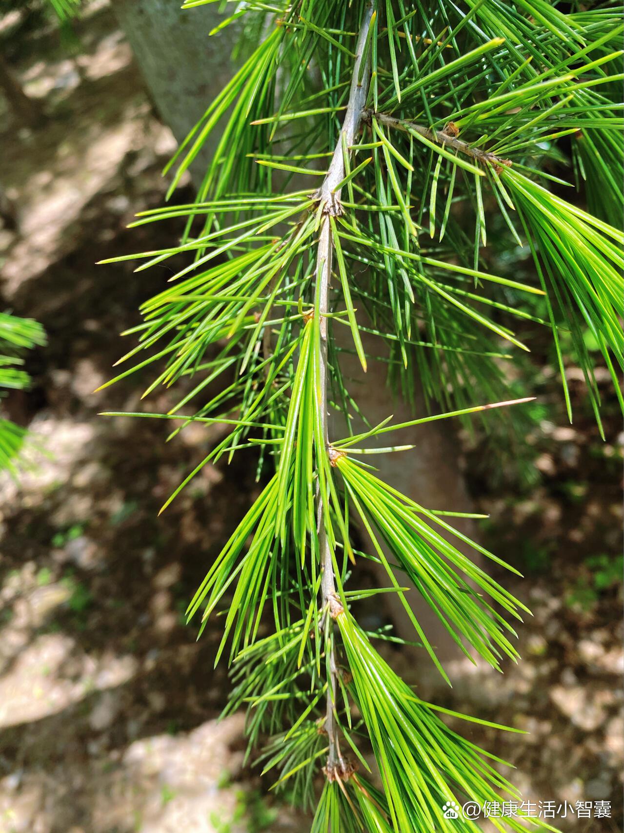 草药-松针
