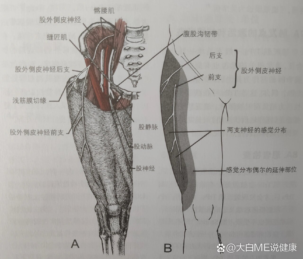 你需要了解的大腿肌肉触发点-缝匠肌(一)