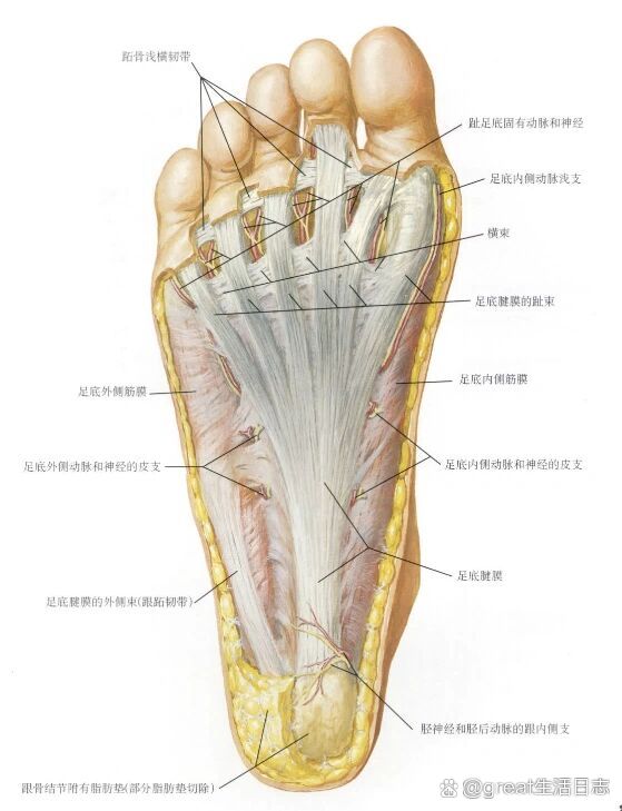 左足解剖结构图图片