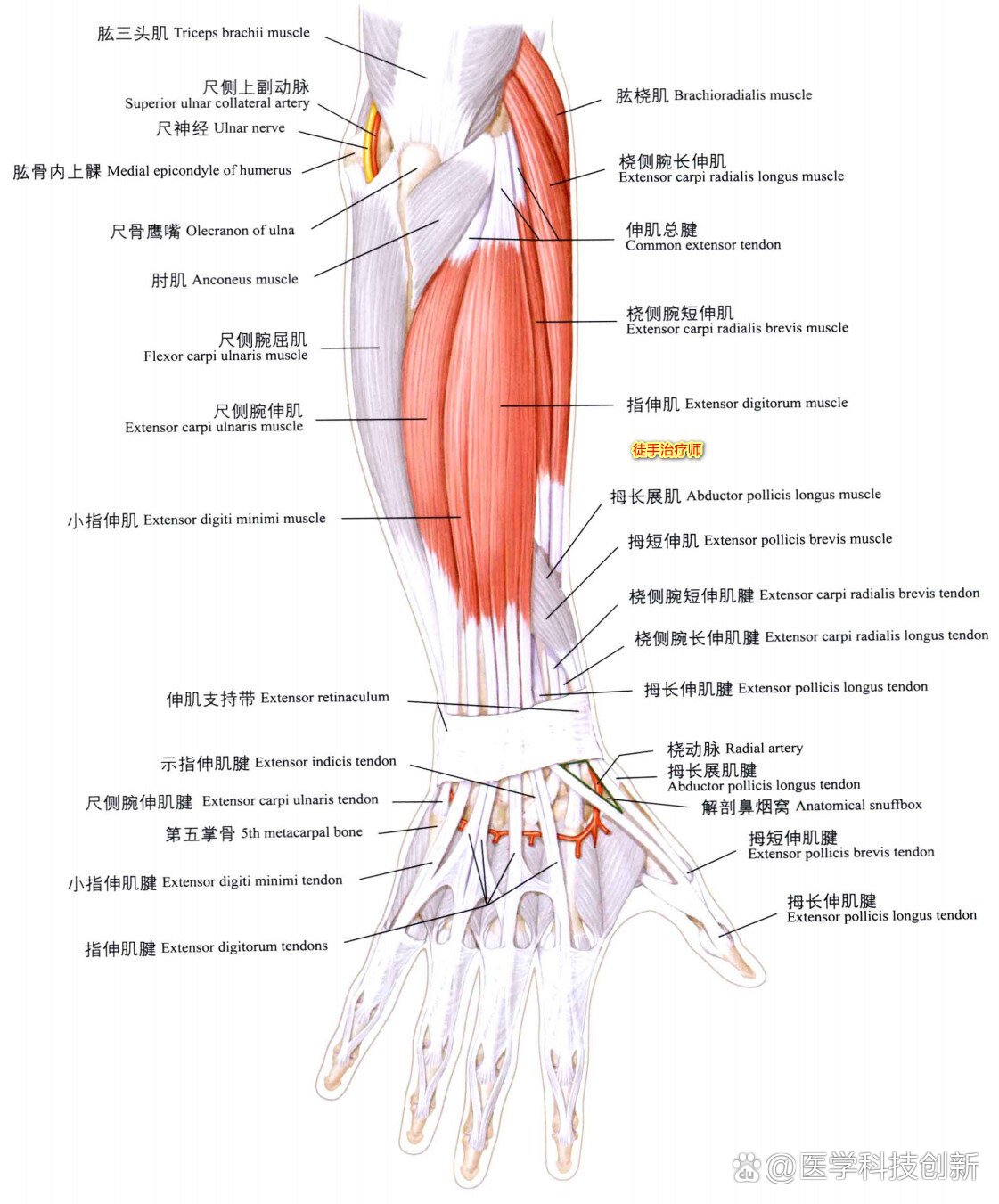 前臂后部的肌肉