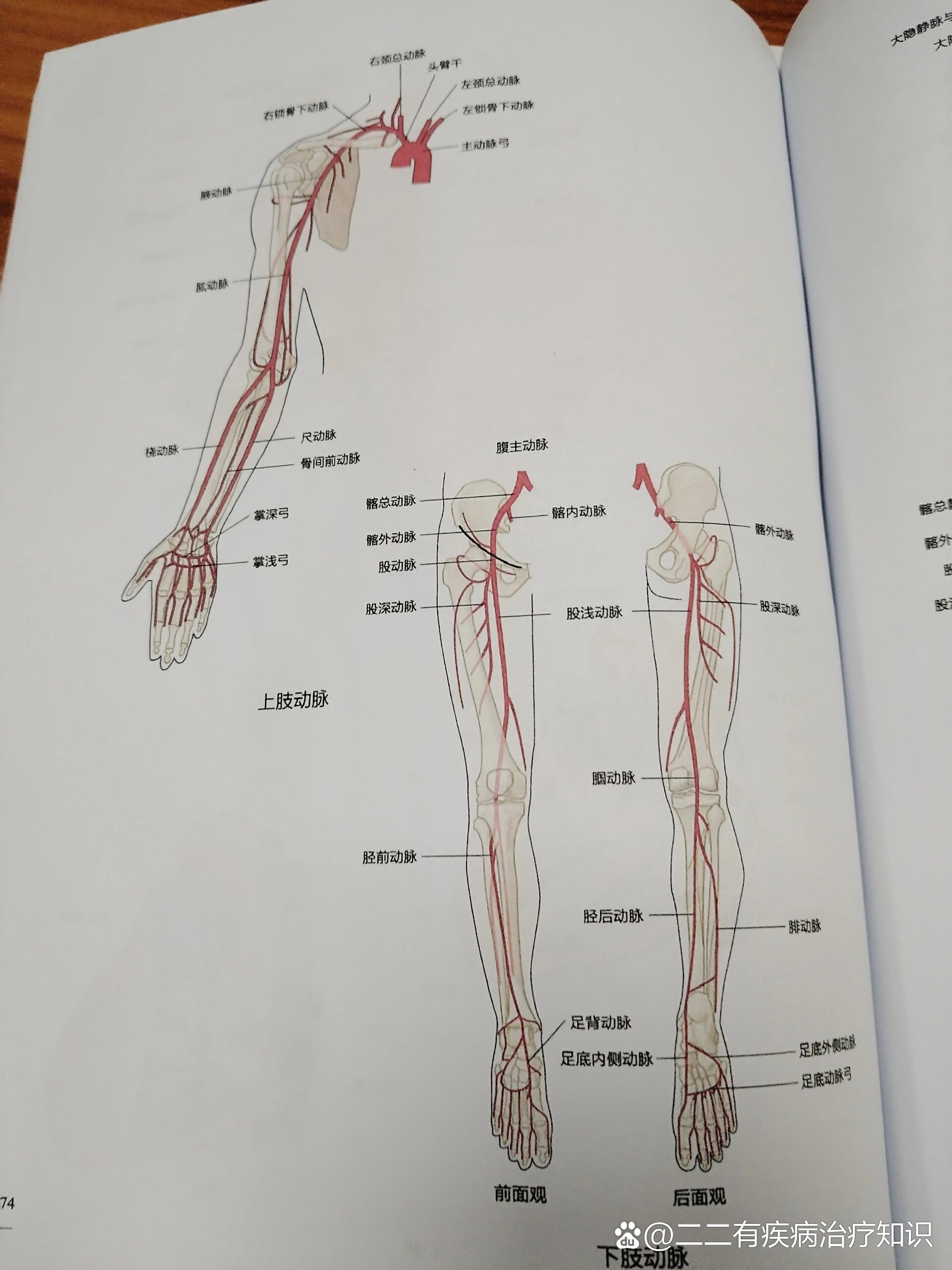 下肢血管解剖文字图片