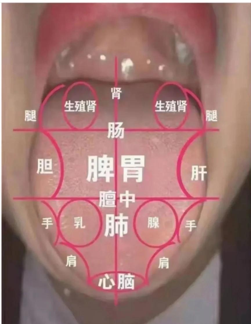 全息舌诊脏腑对应图详解