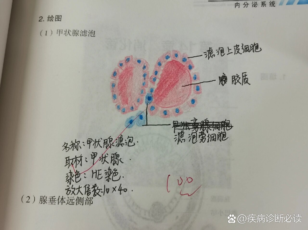 甲状腺滤泡绘图