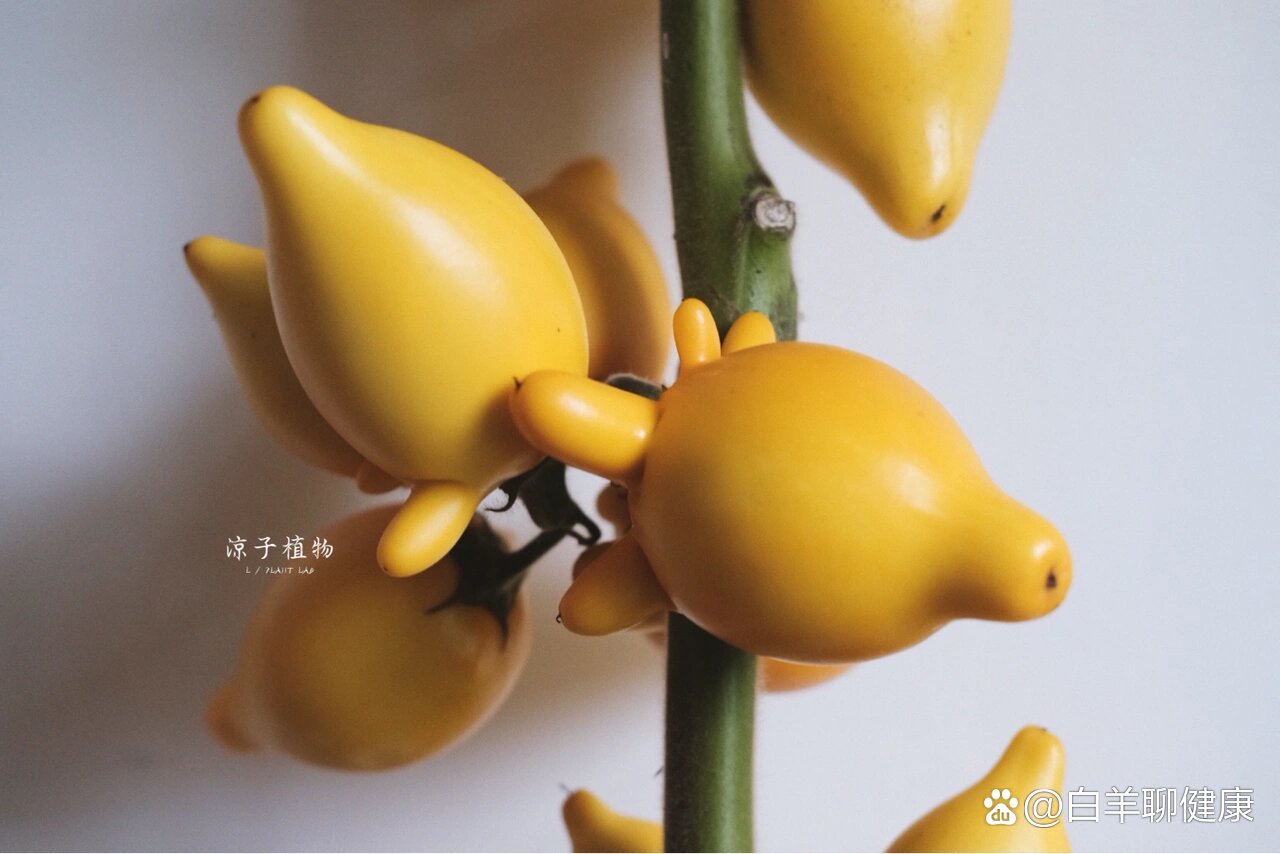 每日植物小知识|五代同堂