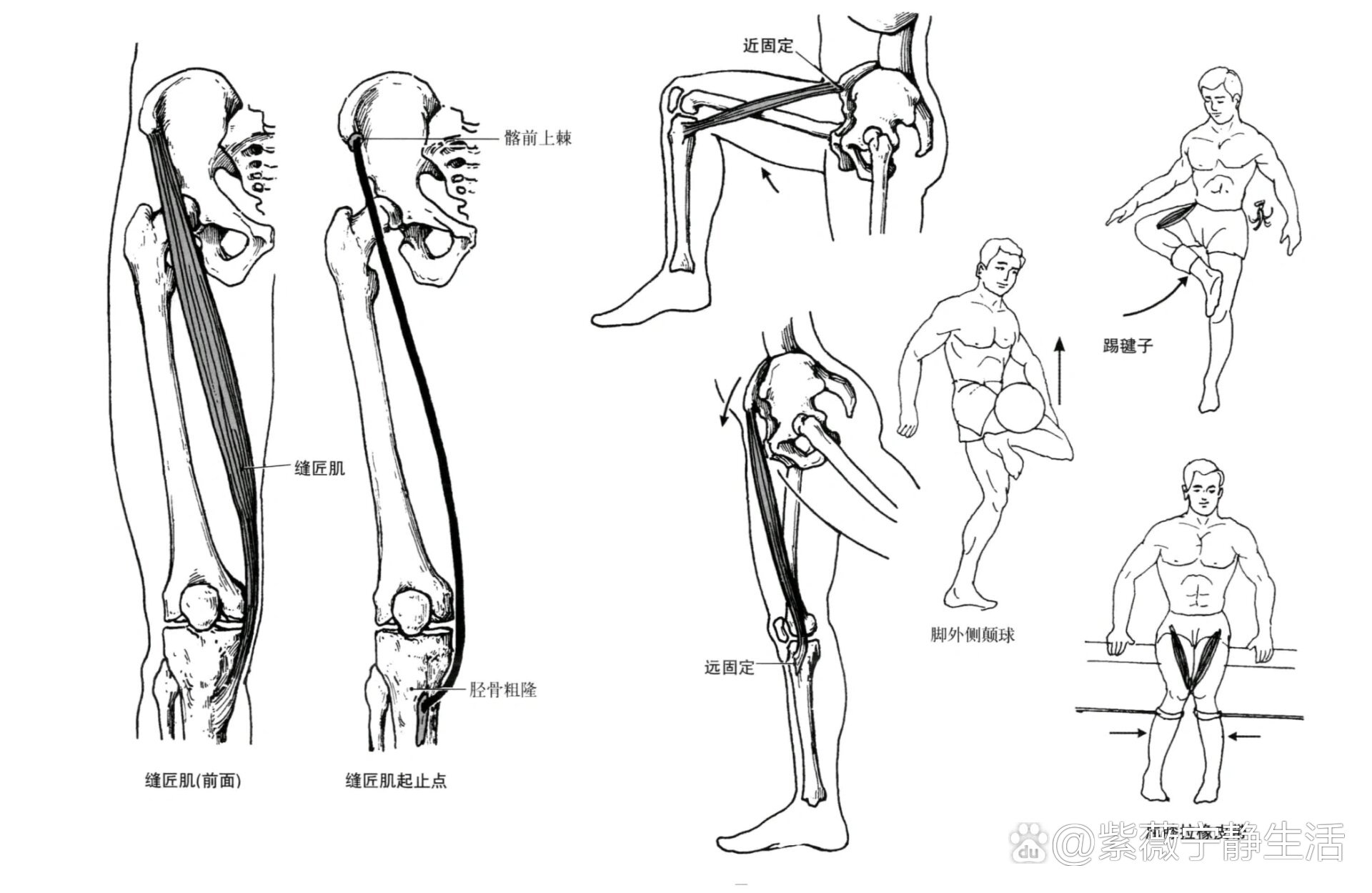 解剖笔记