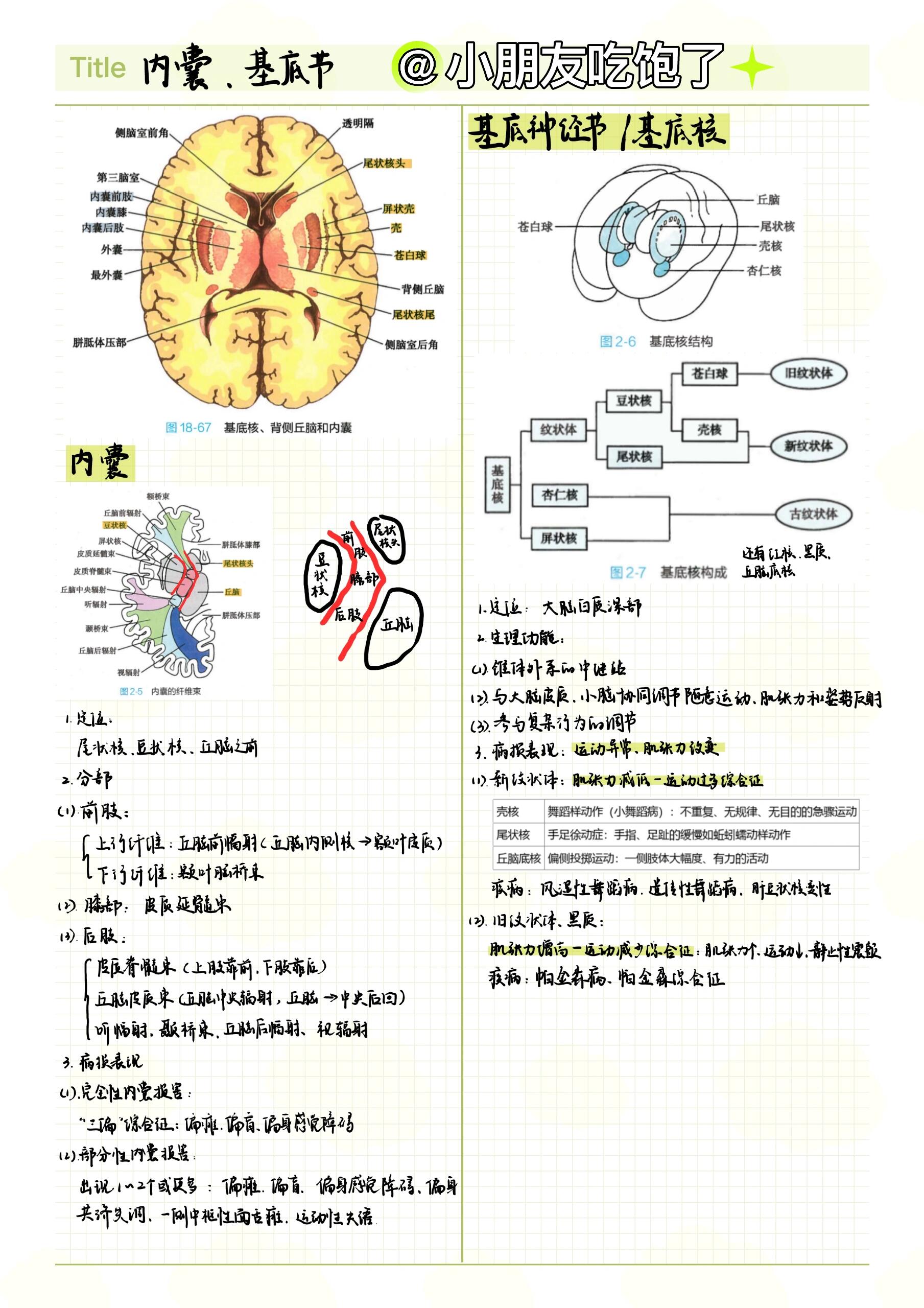 基底节内囊图片